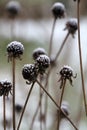 Snow-capped Rudbeckia Flower Seed Heads in Winter